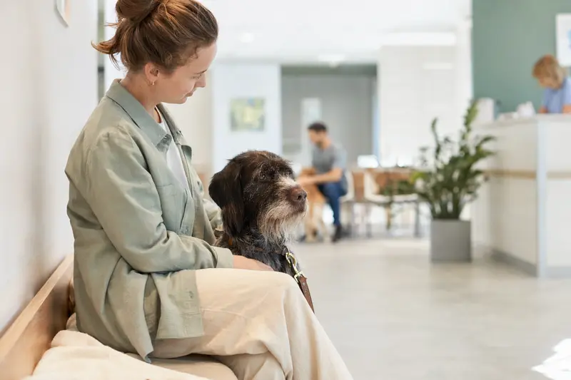 Ein Poligar Hound sitzt ruhig neben seinem Besitzer im hellen Wartezimmer einer Tierarztpraxis.